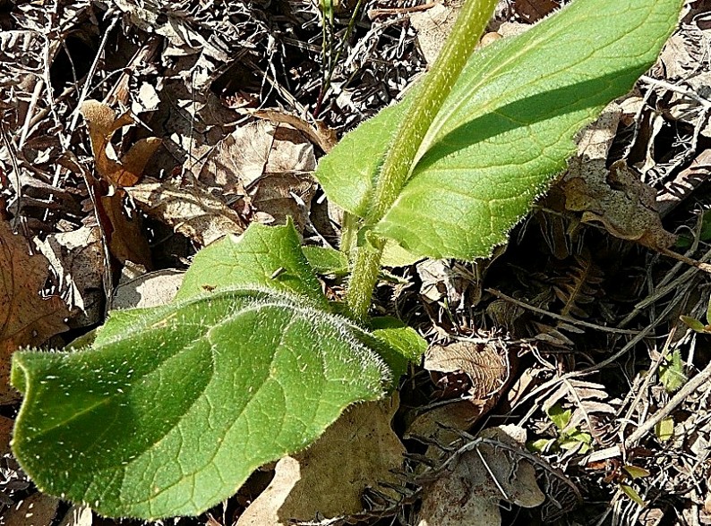 Doronicum cfr. orientale